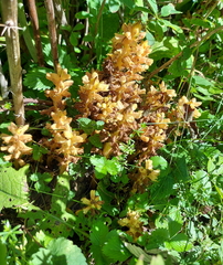 Orobanche lucorum
