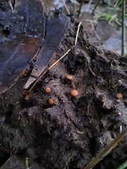 Cheilymenia coprinaria