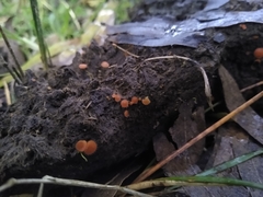 Cheilymenia coprinaria