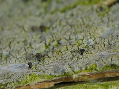 Chaenothecopsis pusilla