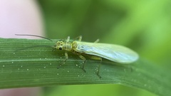 Sweltsa