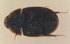 Enochrus cinctus