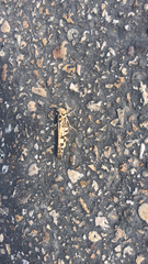 Dissosteira spurcata