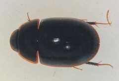 Enochrus cinctus
