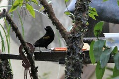 Icterus pyrrhopterus