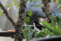 Icterus pyrrhopterus