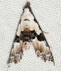 Nigetia formosalis