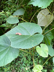 Vitis × novae-angliae