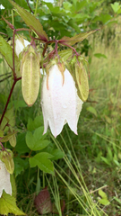 Campanula punctata