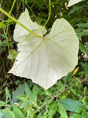 Vitis × novae-angliae