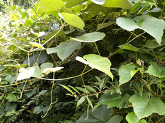 Vitis × novae-angliae