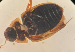 Enochrus pygmaeus nebulosus