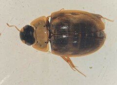 Enochrus pygmaeus nebulosus