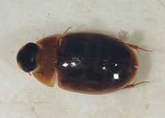 Enochrus sayi
