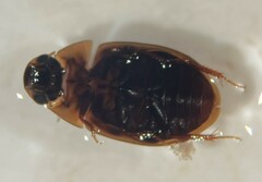 Enochrus sayi