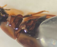 Enochrus sayi