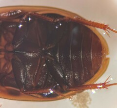 Enochrus sayi