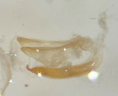 Heterosternuta wickhami