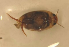 Heterosternuta wickhami