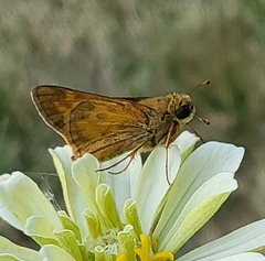 Atalopedes campestris