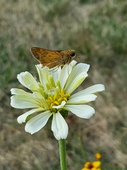 Atalopedes campestris