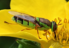 Odontomyia cincta