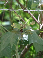 Macromia pacifica