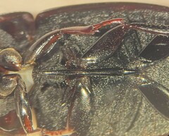 Hydrochara obtusata