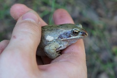 Lucilia bufonivora