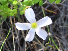 Oxalis ebracteata