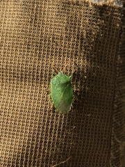 Sinopla perpunctatus