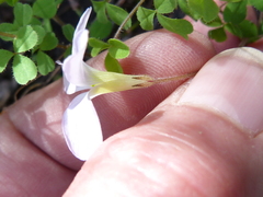 Oxalis ebracteata