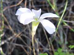 Oxalis ebracteata