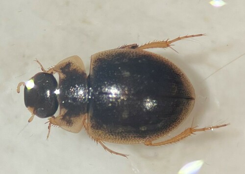 Laccobius spangleri