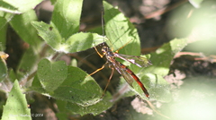 Megarhyssa nortoni