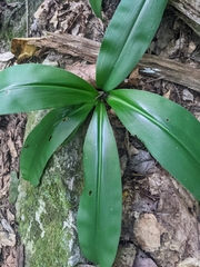 Clintonia umbellulata