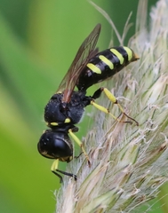 Ectemnius lapidarius