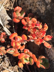Sedum obtusatum