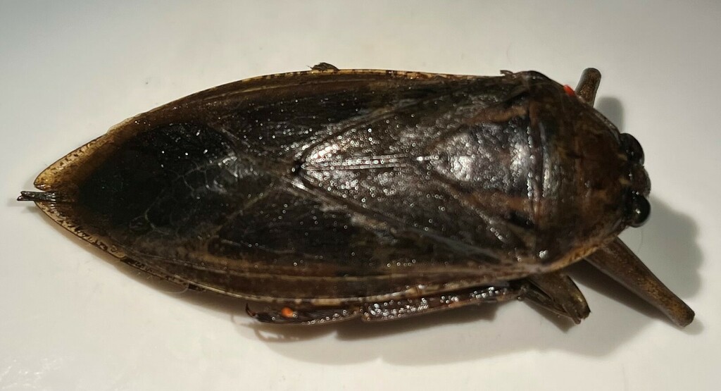 American Giant Water Bug from Albany County, NY, USA on June 15, 2022 ...