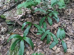 Clintonia umbellulata