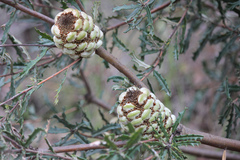 Banksia canei