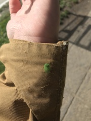 Sinopla perpunctatus