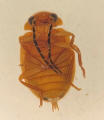 Prionocyphon limbatus