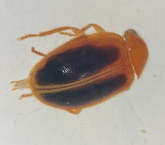 Prionocyphon limbatus