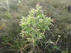 Onosma visianii