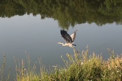 Ardea cinerea