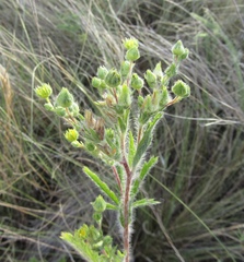 Potentilla recta obscura