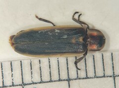 Pyractomena linearis