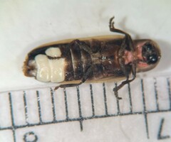 Pyractomena linearis