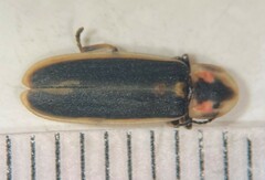 Pyractomena lucifera